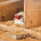 Chickens roosting in a chicken coop