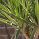 Bird's eye view of a yucca in a lawn, showing the symmetry and beauty of nature.