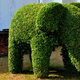 A hedge pruned into the shape of an elephant
