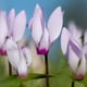 Camera close-up of cyclamen blooms.