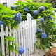 A white picket fence with blue hydrangeas around it.