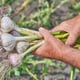freshly harvested organic garlic