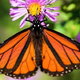 A monarch butterfly feeding at a purple aster.