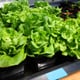 Rows of lettuce grow in hydroponic buckets.
