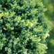 A close shot of the leaves of a boxwood shrub.