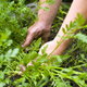 Hands in a garden with weeds