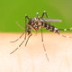 A mosquito on a person's skin against a green background.