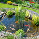 Fish pond in a landscaped yard