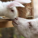 white bunny and goat nuzzling noses