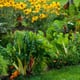 Growing an Attractive Front Yard Vegetable Garden