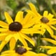 A close look at a few flowering black-eyed Susans.
