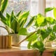indoor plants growing by a window