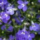 blue lobelia flowers like small pansies