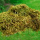 Grass clippings ready to be mulched