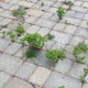 weeds growing between pavers