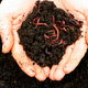 Worms and rich vermicompost in hands.