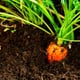 Home-grown organic carrot.