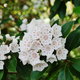 white mountain laurel in bloom
