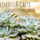 9 of the Best Succulents and Cacti for Your Garden