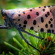 invasive spotted lanternfly with closed, pink wings