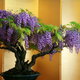 wisteria plant in an indoor planter