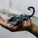 A large scorpion sitting in the palm of a person's hand.