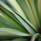 A close-up of a yucca plant's leaves.