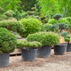 A row of shrubs in pots. 
