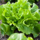 green leaf lettuce growing in garden