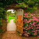 A door in a brick-walled garden in Somerset, England, with a pink hydrangea and a brick path.