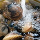 Clams being rinsed with water in a bowl.