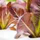 red lettuce growing in aquaponics