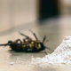 dead roach on floor near powder