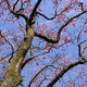 magnolia tree with blossoming branches