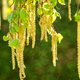 flowering birch tree pollen strings