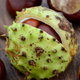 A pair of buckeye nuts still in their green, spiky outer shell.