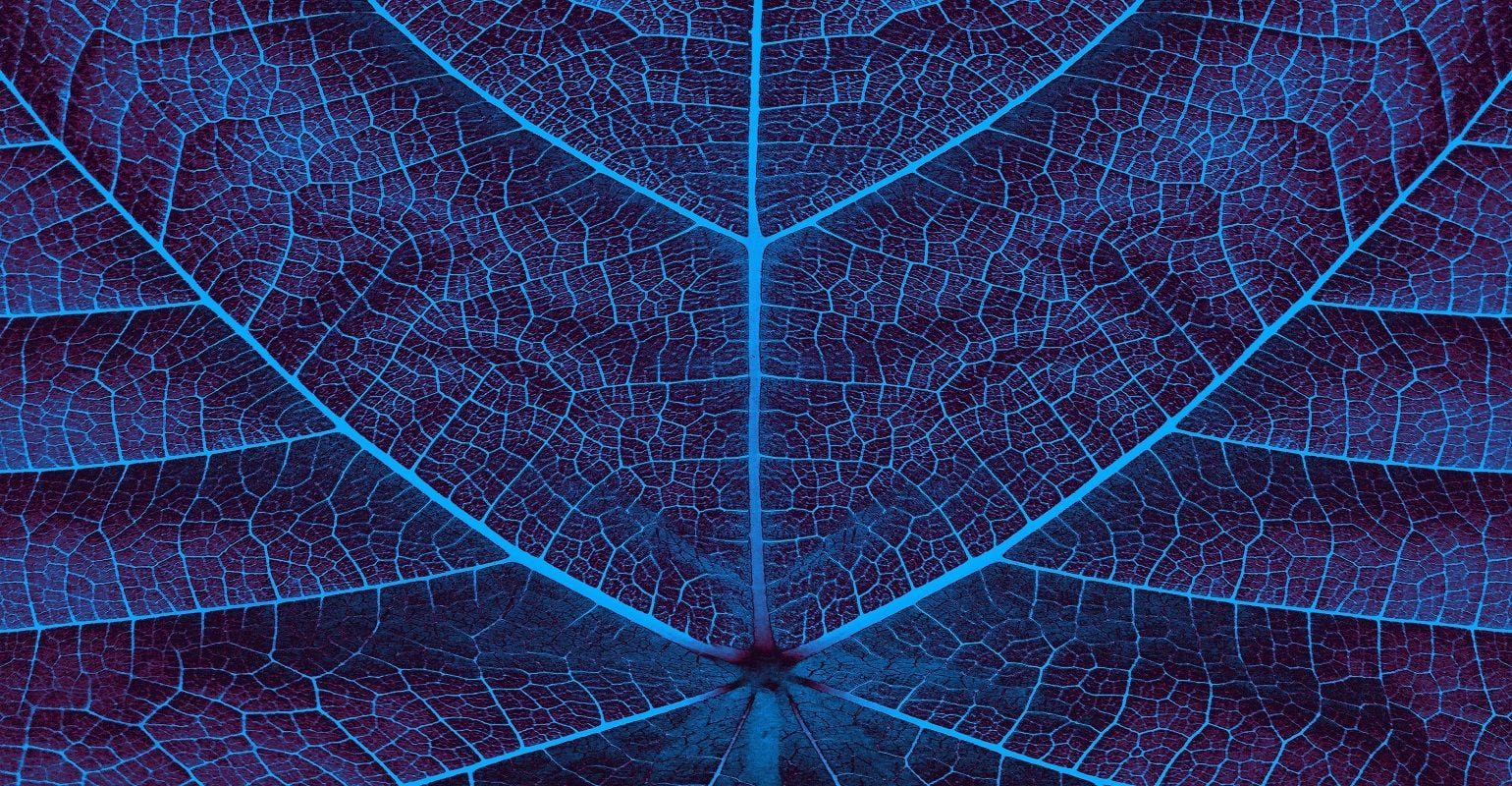 Close-up of the UIC's 4D-printed bio-ink reveals a leaf-life structure.