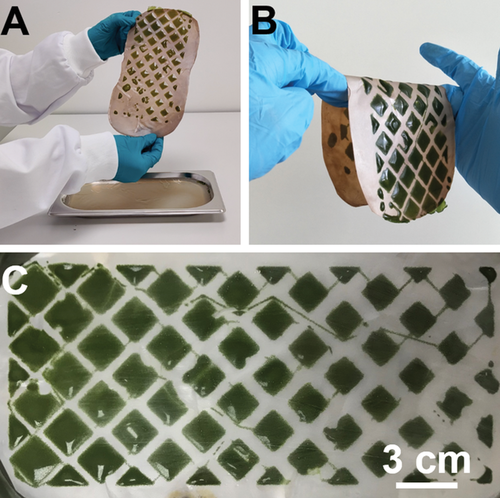TU Delft's 3D-Printed Microalgae could be used to form 
