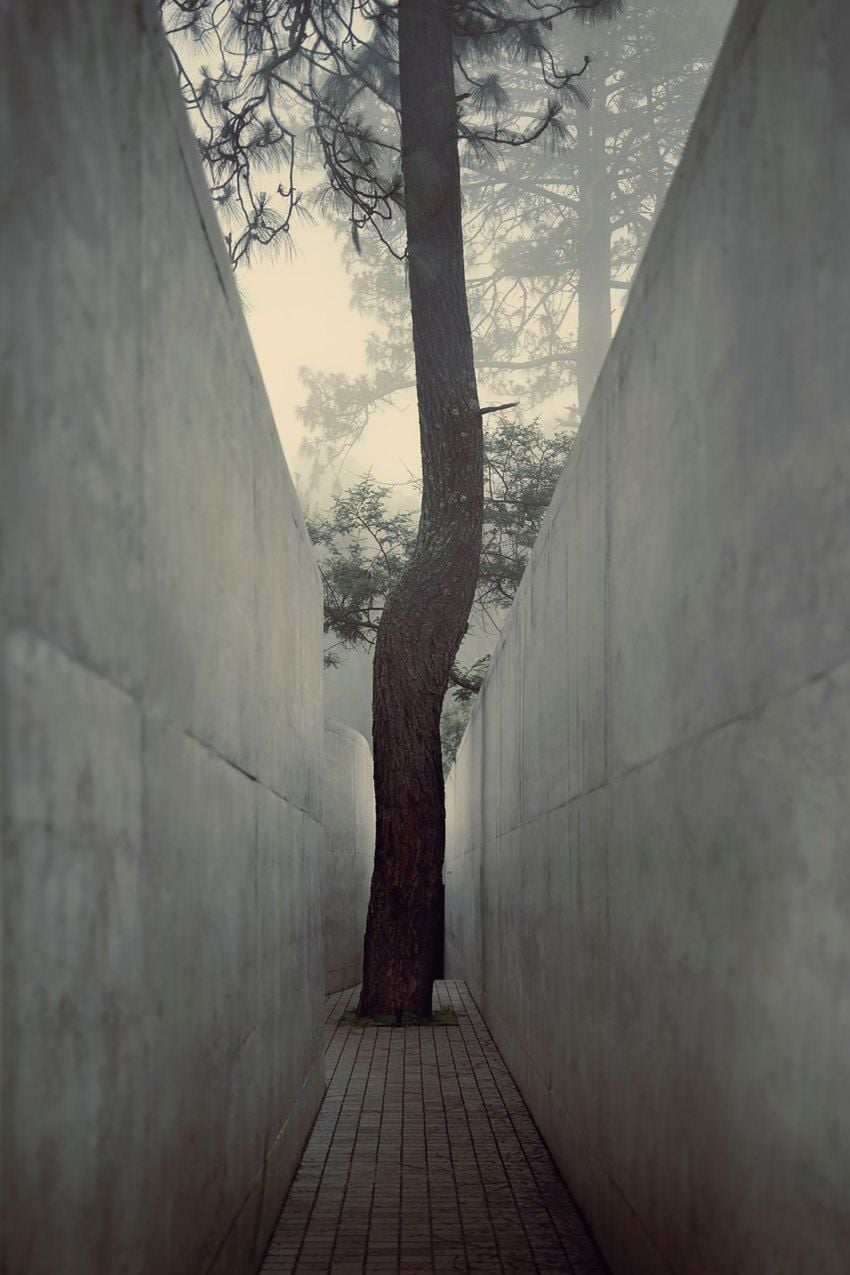A large tree intersects the Hill in Front of the Glen home's concrete pathway.