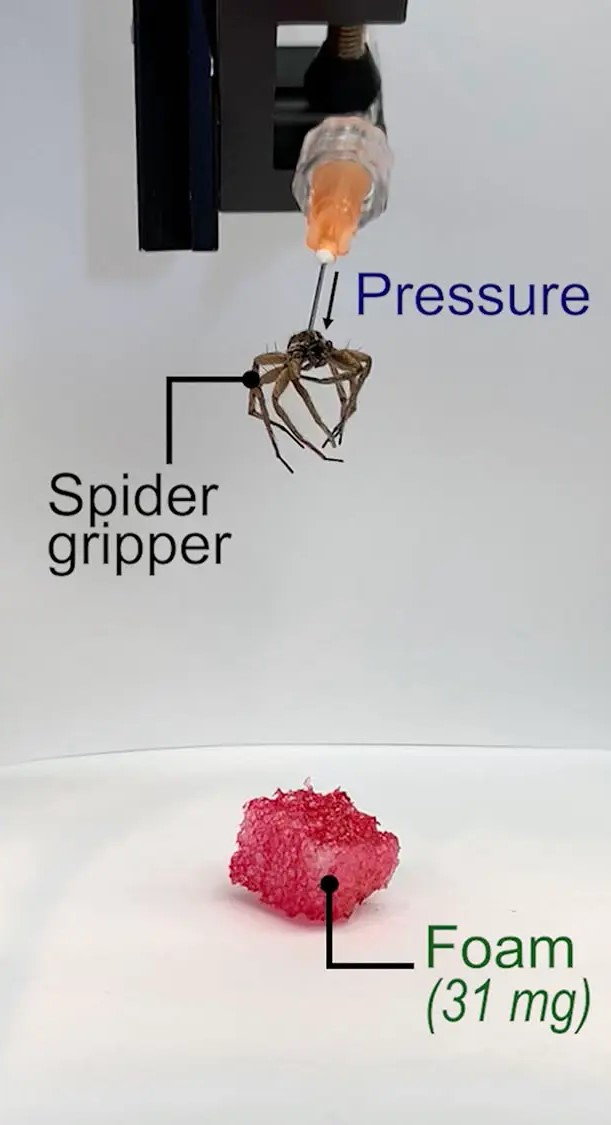 Graphic explains how the Rice University researchers were able to control the spider carcass.