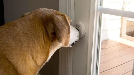 Dog uses his nose to trigger the Mighty Paw Smart Bell 2.0.