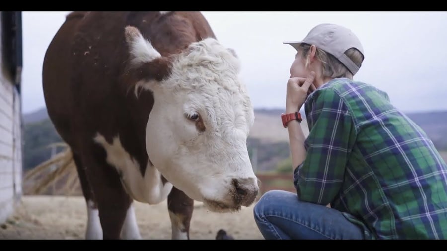 A Sweet Farm employee tends to beautiful cow. 
