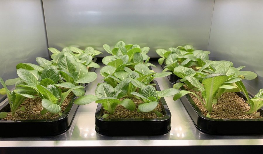 Small seedlings grow inside a Column Garden 