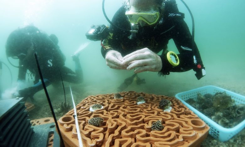 Once everything's in position, scuba divers seed the tiles with small pieces of living coral.