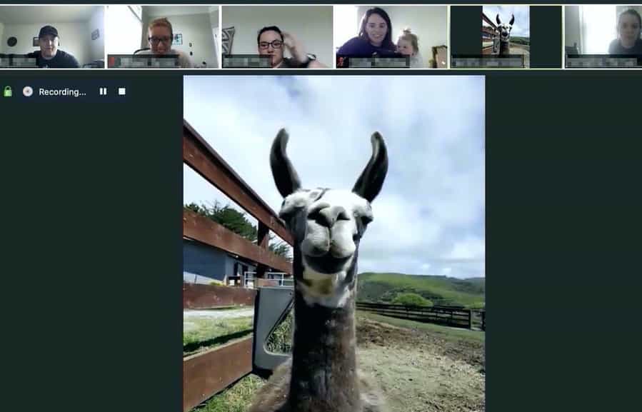 A Sweet Farm llama joins a company conference call thanks to the new Goat 2 U service. 
