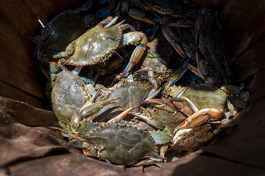 Crab shells like these contain the chitosan the powers the University of Maryland's new biodegradable batteries.