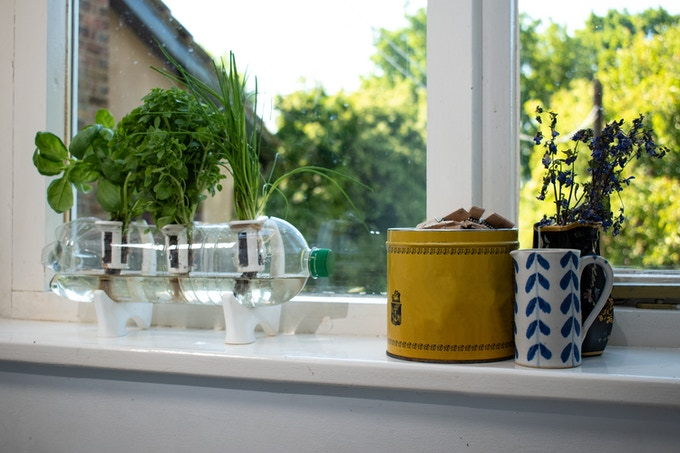 A Bottle Farm hydroponic growing kit rests cozily on an indoor windowsill, with three healthy-looking herbs sprouting from its center. 