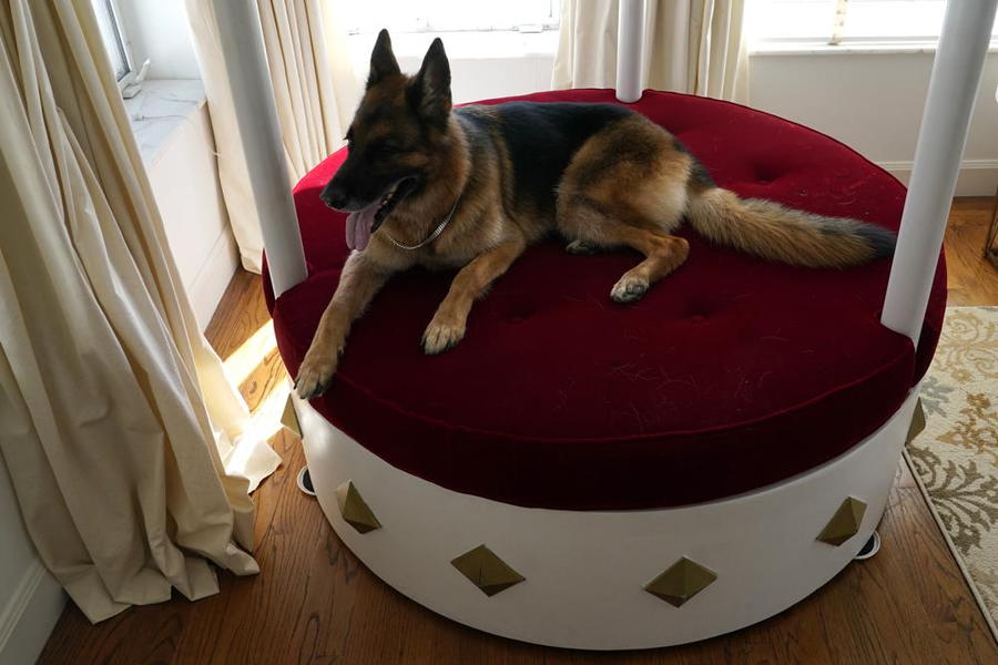 Ultra-rich German shepherd Gunther VI lounges in a lavish velvet bed in his Miami Beach house's master bedroom.
