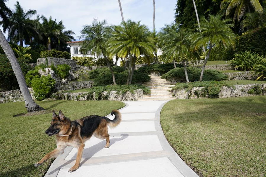 Ultra-rich German shepherd Gunther VI runs down a walkway in his lavish Miami Beach house. 
