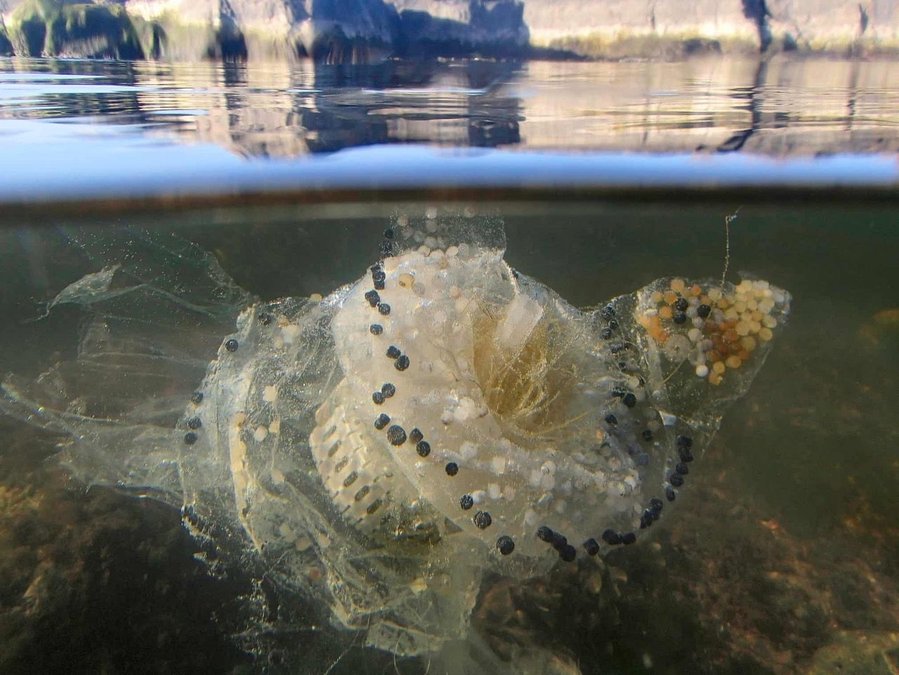 Jellyfish-like sculpture by Tuula Närhinen, currently on display in FOR-SITE FOundation's 